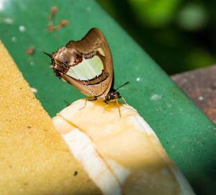 Wunderschöne Schmetterlinge