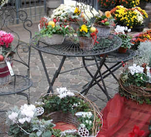 Chrysanthema