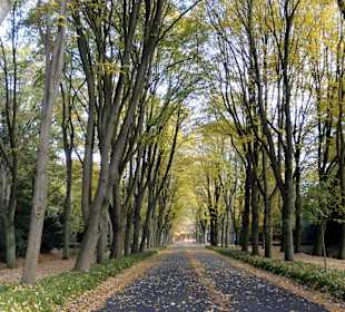 Alleen auf dem Osterholzer Friedhof