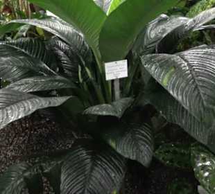 Tropicarium