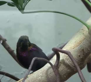 Kleinsäuger + Vogelhaus