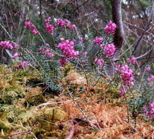 Heidekraut als Frühblüher