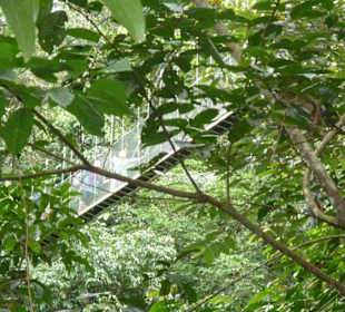 Hängebrücken Canopy Walk