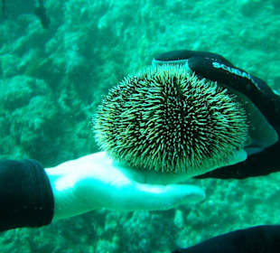 Seeigel