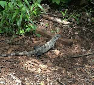 Chichen itza bei bestem Wetter
