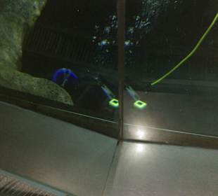 Nurek wśród pingwinów