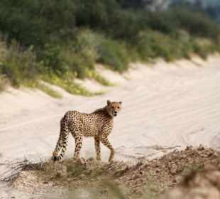 Gepard im Nossob Revier, Bereich Polentswa