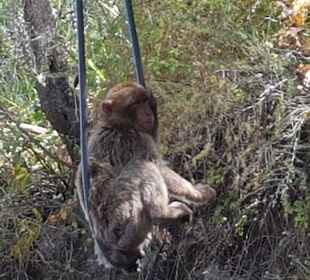 Ausflug nach Gibraltar