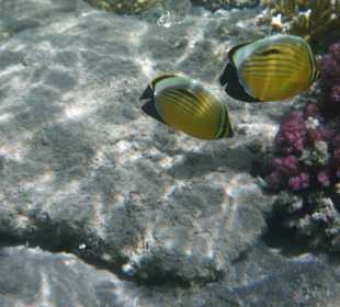 Man geht ins Wasser und schon sind sie da