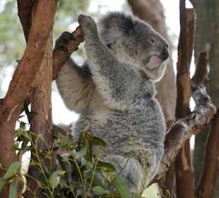 Featherdale Wildlife Park