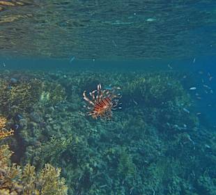 Robinson-Riff in der Abendsonne