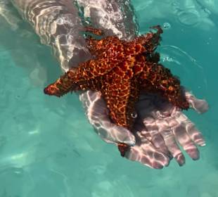 Sandbank Stopp Saona Exklusiv 