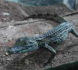 Aufzuchtstation Crocoparc