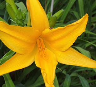 Spaziergang durch den Parque de Santa Catarina