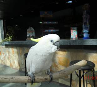 Kakadu Zoo in Jandia