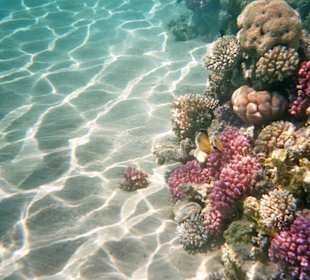 Schöne Unterwasserwelt!