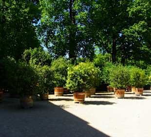 Der Schlosspark große Pflanzen