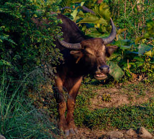 Udawalawe Nationalpark