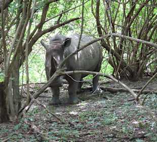 Das einzige Nashorn des Reservats 