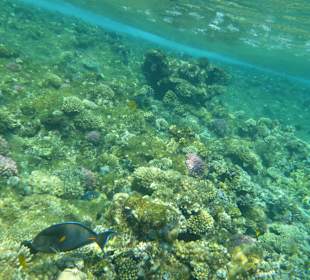 Schnorcheln Makadi Bay