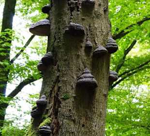 Im Naturpark Südeifel