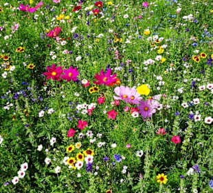 Blumenwiesen am Echternacher See