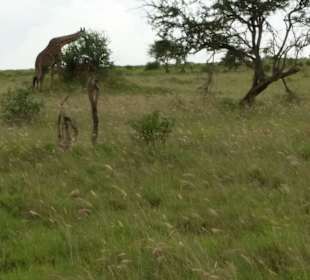 Sarova Salt Lick Game Lodge