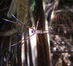 Spinnenweibchen-Handgroß!