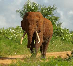 Elefant vor uns der den Weg versperrte