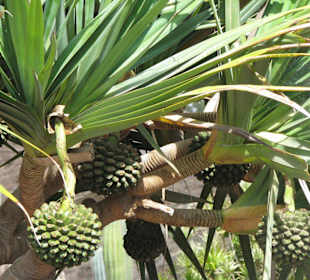Früchte eines tropischen Baumes