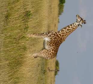 Giraffe 