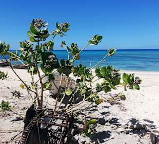 Im Bereich des National Parks