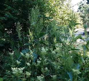 Botanischer Garten
