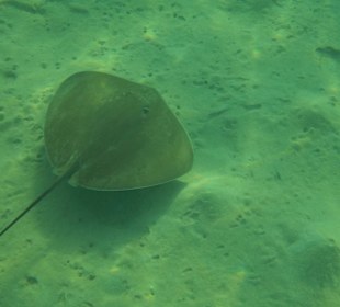 Schnorcheln am Hausriff