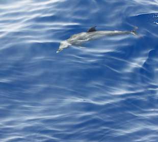 Delphin bei der Bootsfahrt mit Shogun