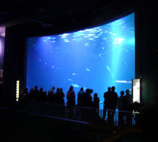 Großes Aquarium