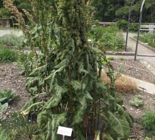 Alter Botanischer Garten
