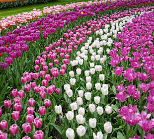 Keukenhof