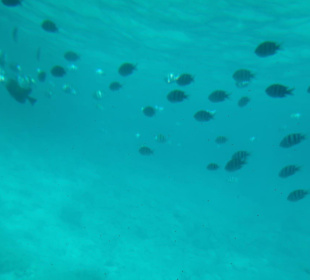 Einer von vielen Schwärmen