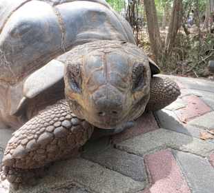 Die Schildkröten auf Prison Island