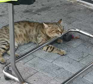 Wandern Chersónisos/Hersonissos