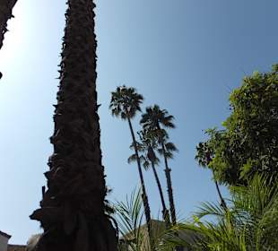 Riesige Palmen