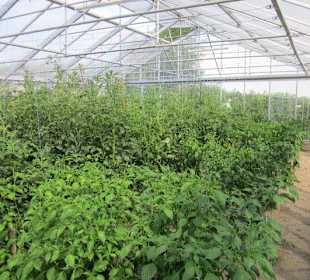 Kloster Heilsbruck Kräutergarten