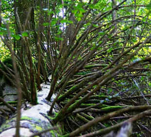 Umgefallener Baum geiles Motiv