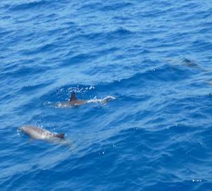 Delphinschwimmen mit Delfine & Meer Hurghada