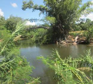 Der Weg zum Dschungel