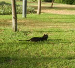 Strandpromenade Evrenseki