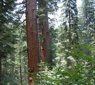 Parco Nazionale di Yosemite