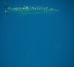 Barracuda