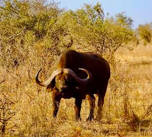 Büffel in Tsavo East